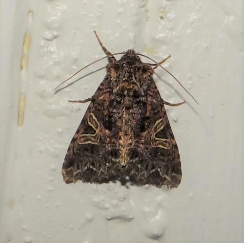 Réf. 284 152 : Sideridis rivularis